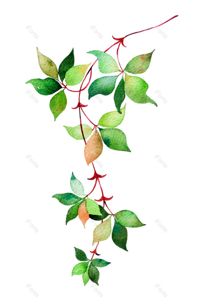 叶子图片,绿叶元素,树叶PNG,花草装饰免抠素材